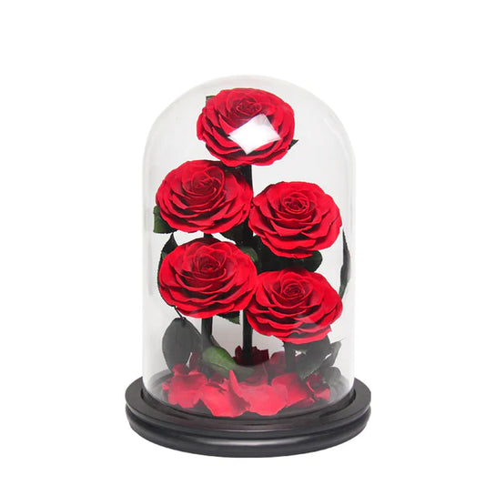 5 Natural Preserved Bloom Roses Glass Dome With Paper Box